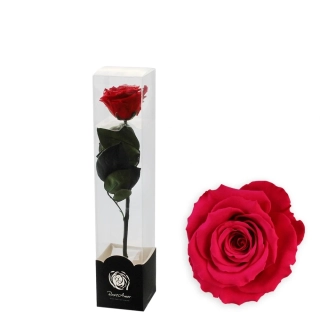Stabilizovaná růže na stonku 30cm fuchsia