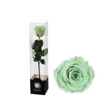 Stabilizovaná růže na stonku 30cm mint