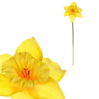 Narcis
